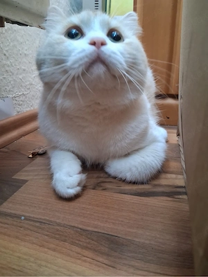 BKH Katzen in Weis Bild 4
