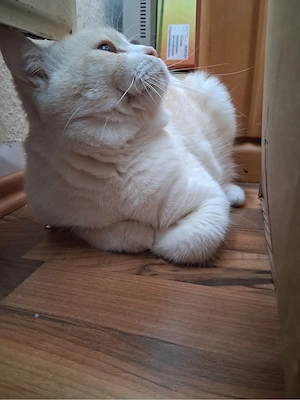 BKH Katzen in Weis Bild 5