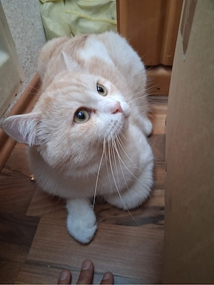 BKH Katzen in Weis Bild 7
