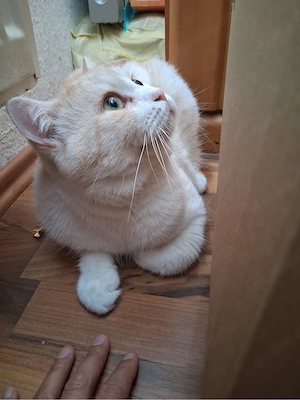 BKH Katzen in Weis Bild 6