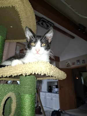 Katzenkinder kater und  katze kitten 