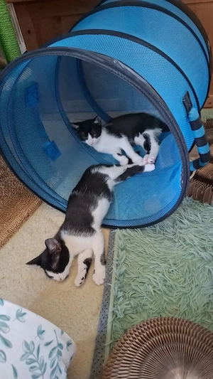 Katzenkinder kater und  katze kitten 
