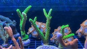 Korallenableger, Acropora enzman