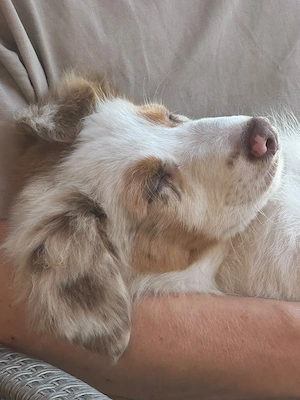 Australian shepherd Welpe 