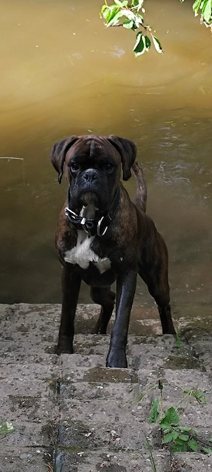 Deutscher Boxer sucht sein neues Zuhause 