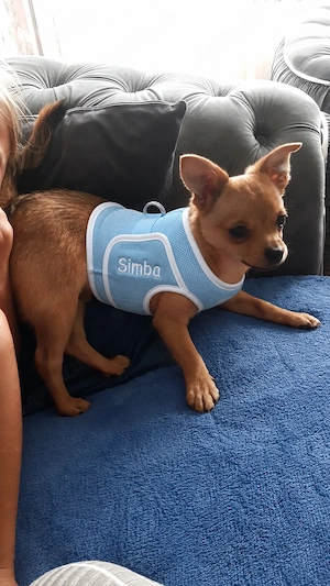   Simba sucht sein Für-immer-Zuhause   