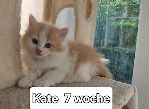 Mix Katzenbabys ragdoll britisch gluckkatze