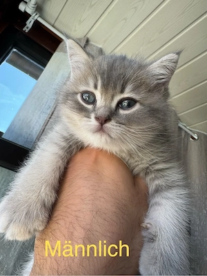 Wunderschöne BKH Kitten (British Kurzhaar) aus liebevoller Heimaufzucht zu verkaufen.