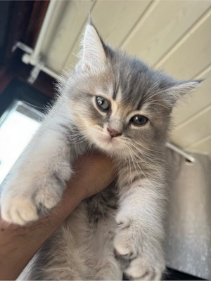 BKH Kitten 