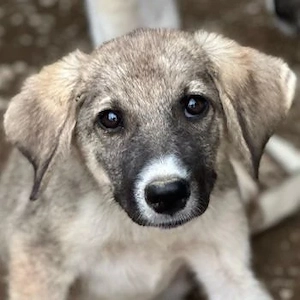 Karolina, geb. ca. 03 2026, lebt in GRIECHENLAND, im städt. Tierheim Serres 