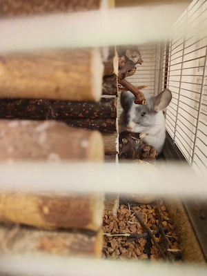 Chinchilla Schecke Böckchen 