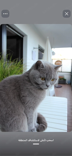bkh katzen 