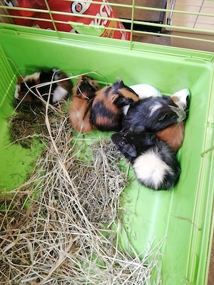 Meerschweinchen jung in vielen Farben abzugeben. 