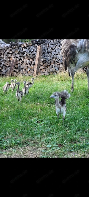 Nandu Kücken 