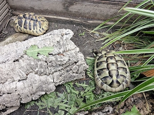 griechische Landschildkröte,  weiblich 