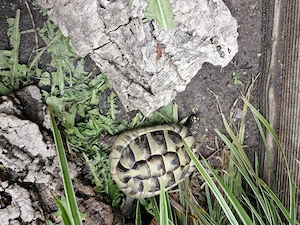 griechische Landschildkröte,  männlich 