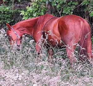 Reitbeteiligung
