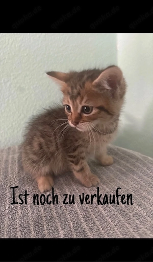 Zu verkaufen