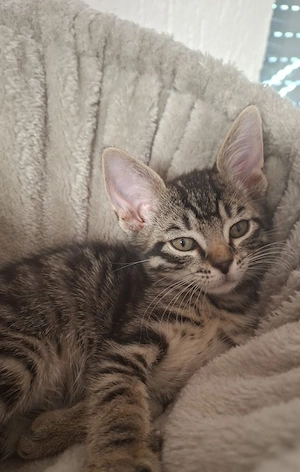    Drei süße Kitten suchen ein liebevolles Zuhause   