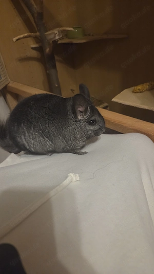 2 Chinchillas abzugeben