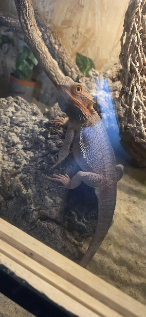 Bartagame Rot 3,5 Jahre alt 