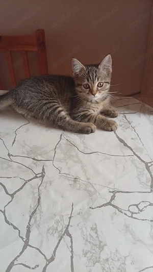 bkh maine coon Mix kitten