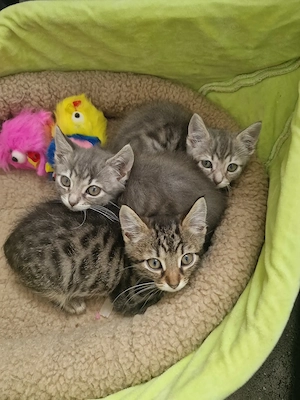 Kätzchen babys