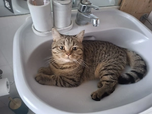 Zwei liebevolle BKH-Katzen suchen gemeinsam ein neues Zuhause  Schweren Herzens suchen wir für unser