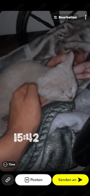 Bkh Katze 12 Wochen alt für mehr Infos gerne anschreiben 