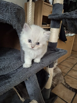 BLH kitten Jungs