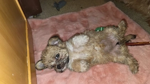 Yorkshire Malteser mix Morkie Welpen 