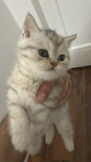 bkh katze 