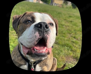 Bruno sucht neues zu Hause 