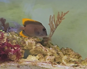 Meerwasser Borstenzahn Doktorfisch