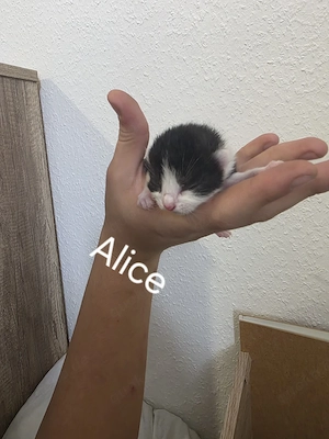 5 Kleine hauskatzen  bkh mix kitten suchen ihre Dosenöffner 