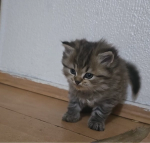 katzen zu verkauf
