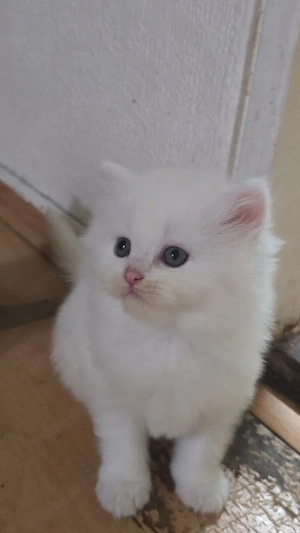 katzen babys