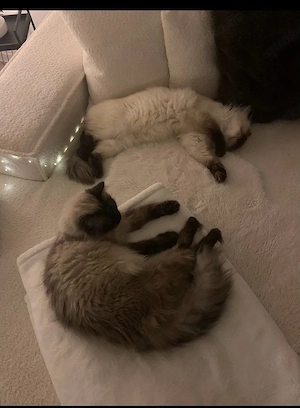 zuckersüße Bkh   Ragdoll Kitten Bild 2
