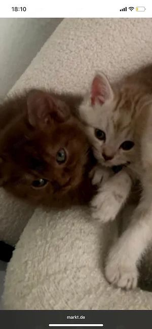 zuckersüße Bkh   Ragdoll Kitten Bild 5