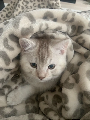 zuckersüße Bkh   Ragdoll Kitten Bild 4