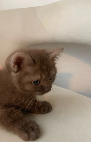 zuckersüße Bkh   Ragdoll Kitten Bild 6