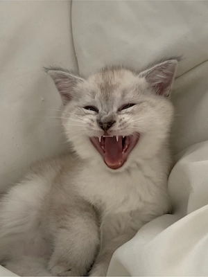 zuckersüße Bkh   Ragdoll Kitten Bild 3