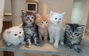  Norwegische Waldkatzen Kitten 