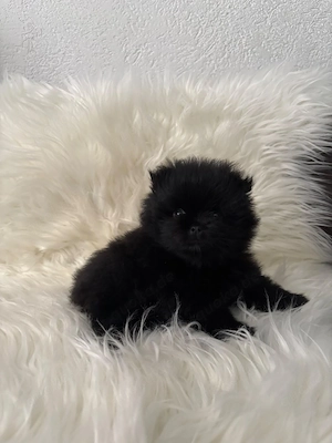 Reinrassige Pomeranian 