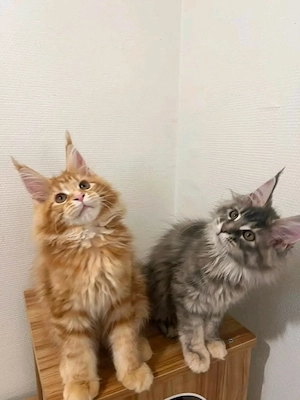  Unsere bezaubernden Maine-Coon-Kätzchen suchen ein liebevolles Zuhause fürs Leben   