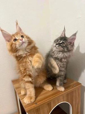  Unsere bezaubernden Maine-Coon-Kätzchen suchen ein liebevolles Zuhause fürs Leben   