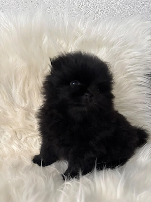 Pomeranian Bärchen 