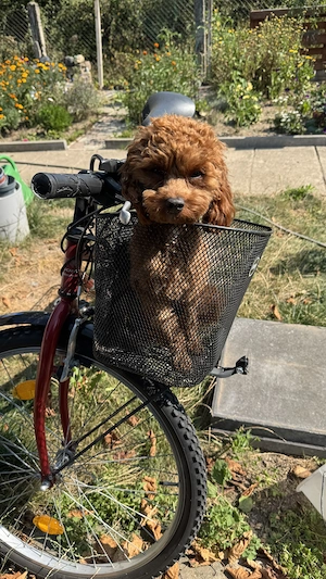 Wunderschöner  Toy Poodle + Cavalier King Charles Spaniel sucht sein Zuhause
