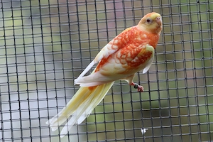 Verkaufe junge Singsittiche in rubino-orange