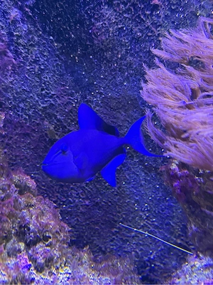 Rotzahndrücker   Odonus niger meerwasser 